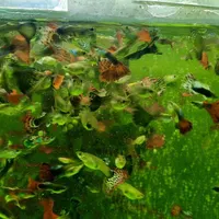 ماهی گوپی|ماهی|بابل, |دیوار