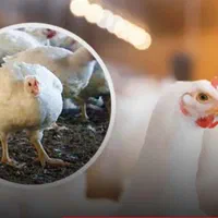 بلدرچین وبلک وکاکلی پامشکی جوجه گوشتی|حیوانات مزرعه|ایلام, |دیوار