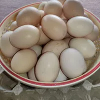 تخم مرغ محلی نطفه دار تازه