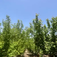 فروش باغ ۲۵۰ متری درپیربکران|فروش زمین و ملک کلنگی|اصفهان, سپاهان‌شهر|دیوار