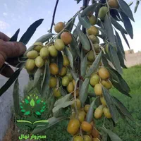 نهال درخت سنجد|گل و گیاه طبیعی|سبزوار, کهنه آب|دیوار