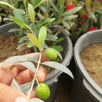 نهال درخت زیتون اصلاح شده|گل و گیاه طبیعی|اصفهان, گلستان|دیوار