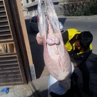 قصاب (سلاخ.ذبح)درمحل