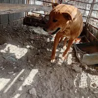 سگ نگهبان|سگ|ماهدشت, |دیوار