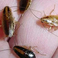 سمپاشی تضمینی سوسک ساس موش