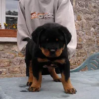 روت پوزه دلقکی با درجه کیفیت بالا،سگ Rottweiler|سگ|تهران, ایوانک|دیوار