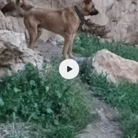 واگذاری سرابی|سگ|کرمانشاه, |دیوار