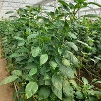 فروش گلخانه  ۳۰۰۰ متری|فروش دفتر صنعتی، کشاورزی، تجاری|شهرکرد, |دیوار