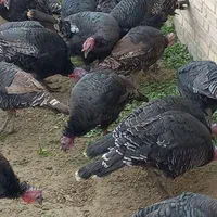 خرید و فروش انواع بوقلمون|حیوانات مزرعه|اصفهان, رهنان|دیوار