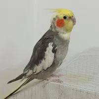 عروس هلندی گمشده