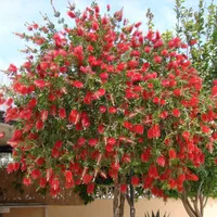 درخت نهال گل شیشه شور