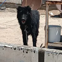 سگ نگهبان