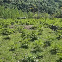 فروش ویژه ی زمین سنددار در سوادکوه|فروش زمین و ملک کلنگی|زیرآب, |دیوار