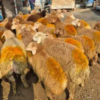 دام زنده گوسفند سپید (مغان)|حیوانات مزرعه|تهران, دارآباد|دیوار