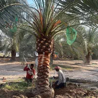 نخل خوزستان اصل ضمانتی برحی|گل و گیاه طبیعی|اهواز, پادادشهر|دیوار