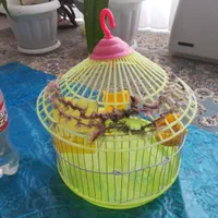 قفس فانتزی برای فنچ و پرنده