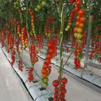 گلخانه۲۰۰۰|گل و گیاه طبیعی|شهرضا, |دیوار