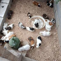 خرگوش، خوکچه هندی و همستر|موش و خرگوش|اصفهان, رهنان|دیوار