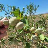 فروش باغ میوه سند دار /آبیاری قطره ای/استخر|فروش خانه و ویلا|تهران, امیریه|دیوار