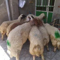 برهنر برای کشتار و میش و شیشک و بز|حیوانات مزرعه|بروجرد, |دیوار