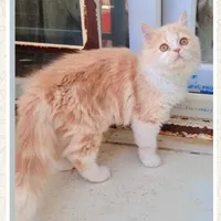 گربه|گربه|برازجان, |دیوار