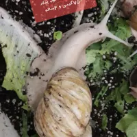 حلزون آچاتینا و آلبینو سوپر مولد