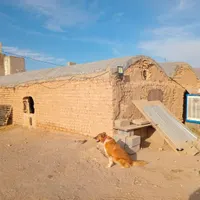 فروش دامداری۱۱۰۰ متری|فروش دفتر صنعتی، کشاورزی، تجاری|ساوه, |دیوار