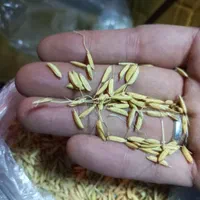 زمین مزرعه شالیزار 2240 متری در کلیمان|فروش زمین و ملک کلنگی|رضوانشهر, |دیوار