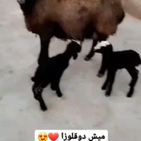 مجـموعه شال ژَن ارسال  گوسفند suoee بره های چندقل|حراج|فردوس (خراسان), |دیوار