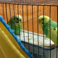 دو عدد مرغ عشق|پرنده|شیراز, کوی طلاب|دیوار