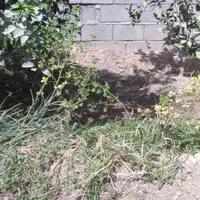 علف زنی باغبانی سم کود آبیاری پختار نعنا زنی|خدمات باغبانی و درختکاری|دزفول, |دیوار
