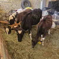 گاو گوساله ۳ رس. میش بره