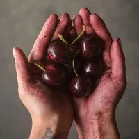نهال گیلاس  رویشی گلدانی اصلاح شده