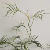 فروش ۱۰ نژاد گل آپارتمانی فیلودندرون|گل و گیاه طبیعی|ساری, |دیوار