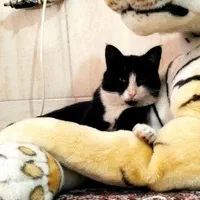 گمشده