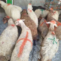 گوسفند زنده بره‌نر و میش و شیشک‌کشتاری