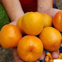 نهال زرد الو انبه ای