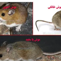 سمپاشی سم پاشی موریانه ساس کک کنه سوسک پردیسان قم|خدمات نظافت|قم, بلوار امین و ساحلی|دیوار