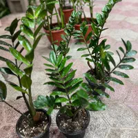 زامفولیا گیاه آپارتمانی و مقاوم|گل و گیاه طبیعی|مشهد, هنرور|دیوار