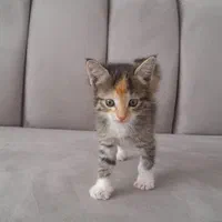 ماده گربه