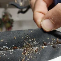 سم پاشی ساس سوسک سمپاش تضمینی فقط بایک جلسه