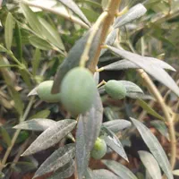نهال درخت زیتون اصلاح شده|گل و گیاه طبیعی|اصفهان, گلستان|دیوار