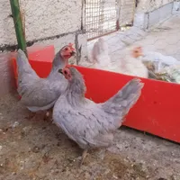 مرغ‌وخروس‌‌جاپنیز ‌خاص|حیوانات مزرعه|شاهدشهر, |دیوار
