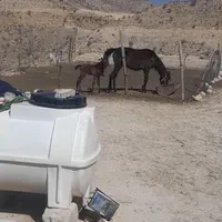 اسب با کره