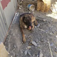 سگ نگهبان