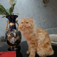 پرشین گارفیلدی برای جفت گیری