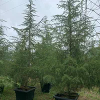 سدروس درخت مقاوم در برف ،یخبندان وکم آبی|گل و گیاه طبیعی|تهران, شهرک پردیسان|دیوار