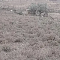 زمین باغی