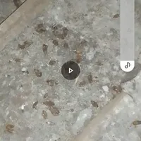 .سمپاشی‌‌‌با‌تجربه۱۲‌سال‌سوسک‌.کک.ساس‌طعمه‌موش‌/|خدمات نظافت|رشت, پاستوریزه|دیوار