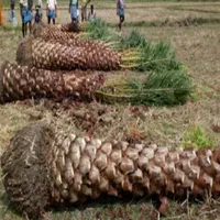 مازندران فونیکس نخل پالم|خدمات باغبانی و درختکاری|سلمانشهر, |دیوار